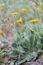 Spanish Hawkweed, Hieracium bombycinum, flowering plants natural habitat